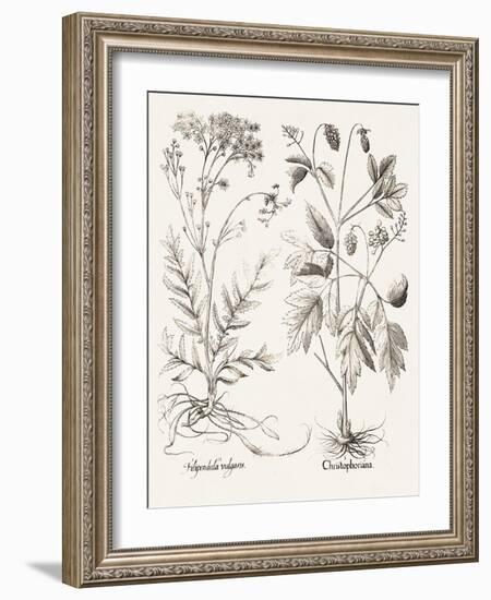 Sepia Besler Botanicals VIII-Basilius Besler-Framed Art Print