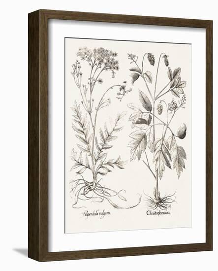 Sepia Besler Botanicals VIII-Basilius Besler-Framed Art Print