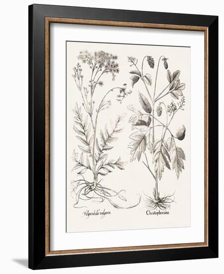 Sepia Besler Botanicals VIII-Basilius Besler-Framed Art Print