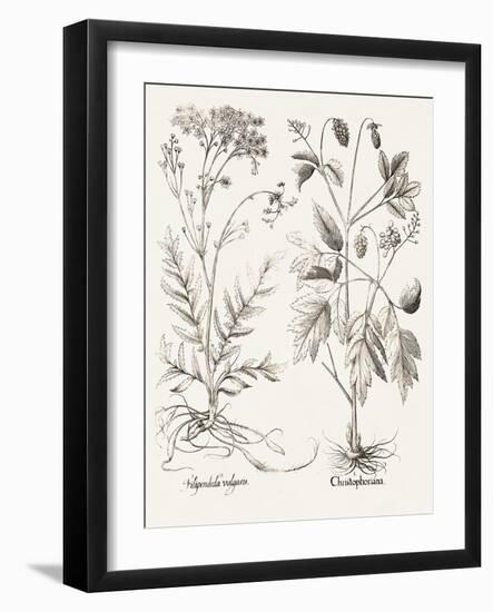 Sepia Besler Botanicals VIII-Basilius Besler-Framed Art Print