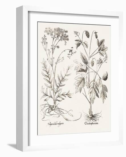 Sepia Besler Botanicals VIII-Basilius Besler-Framed Art Print