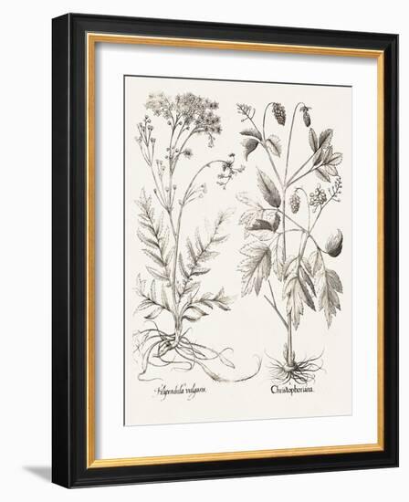 Sepia Besler Botanicals VIII-Basilius Besler-Framed Art Print