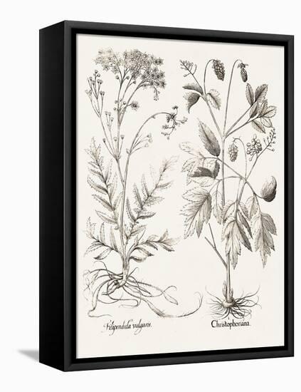 Sepia Besler Botanicals VIII-Basilius Besler-Framed Stretched Canvas