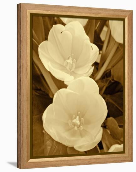 Sepia Blooms I-Jairo Rodriguez-Framed Premier Image Canvas