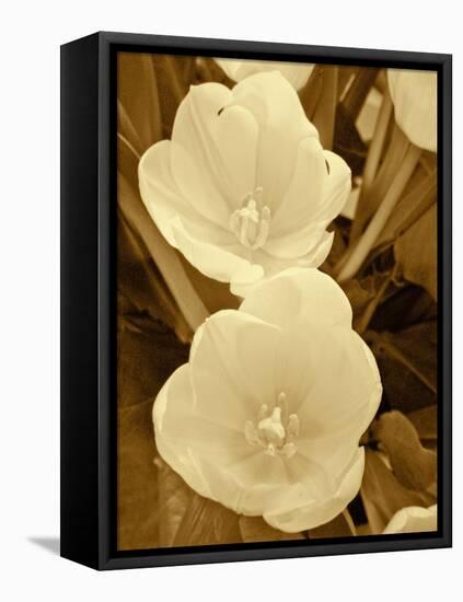 Sepia Blooms I-Jairo Rodriguez-Framed Premier Image Canvas