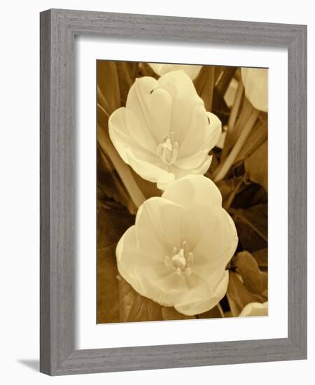 Sepia Blooms I-Jairo Rodriguez-Framed Photographic Print