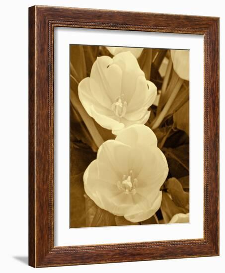 Sepia Blooms I-Jairo Rodriguez-Framed Photographic Print