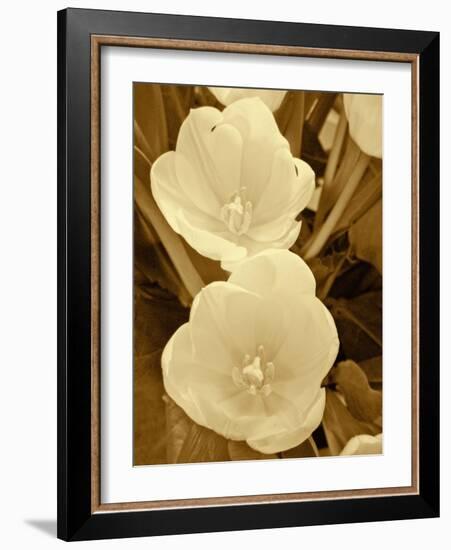 Sepia Blooms I-Jairo Rodriguez-Framed Photographic Print