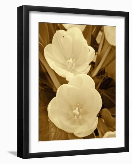 Sepia Blooms I-Jairo Rodriguez-Framed Photographic Print