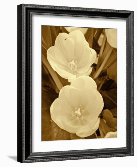 Sepia Blooms I-Jairo Rodriguez-Framed Photographic Print