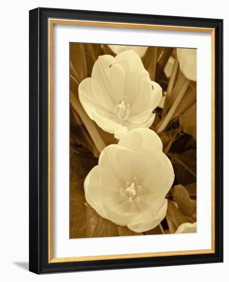 Sepia Blooms I-Jairo Rodriguez-Framed Photographic Print