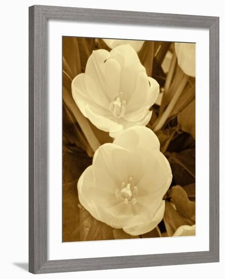 Sepia Blooms I-Jairo Rodriguez-Framed Photographic Print