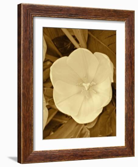 Sepia Blooms II-Jairo Rodriguez-Framed Photographic Print