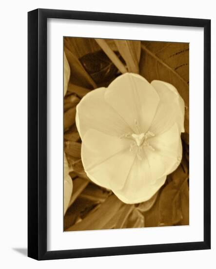 Sepia Blooms II-Jairo Rodriguez-Framed Photographic Print