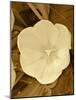 Sepia Blooms II-Jairo Rodriguez-Mounted Photographic Print