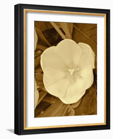 Sepia Blooms II-Jairo Rodriguez-Framed Photographic Print
