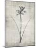 Sepia Botanical 2-Denise Brown-Mounted Art Print