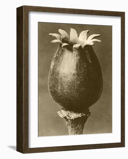 Sepia Botany Study I-Vision Studio-Framed Art Print