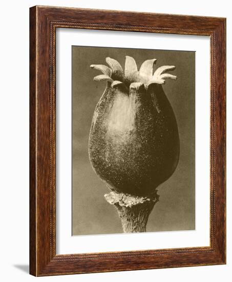 Sepia Botany Study I-Vision Studio-Framed Art Print