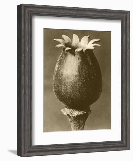 Sepia Botany Study I-Vision Studio-Framed Art Print