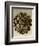 Sepia Botany Study II-Vision Studio-Framed Art Print