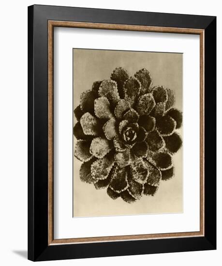Sepia Botany Study II-Vision Studio-Framed Art Print