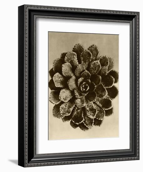 Sepia Botany Study II-Vision Studio-Framed Art Print