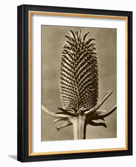 Sepia Botany Study III-Vision Studio-Framed Art Print