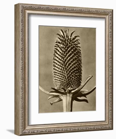 Sepia Botany Study III-Vision Studio-Framed Art Print