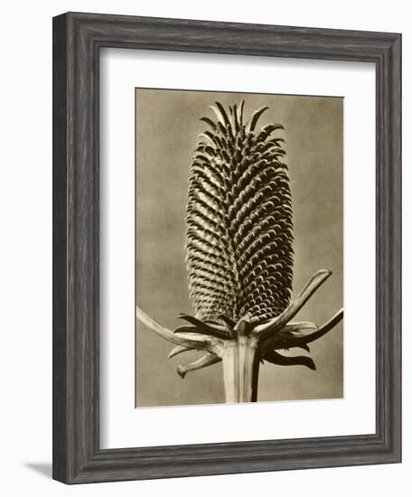 Sepia Botany Study III-Vision Studio-Framed Art Print
