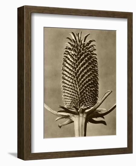 Sepia Botany Study III-Vision Studio-Framed Art Print