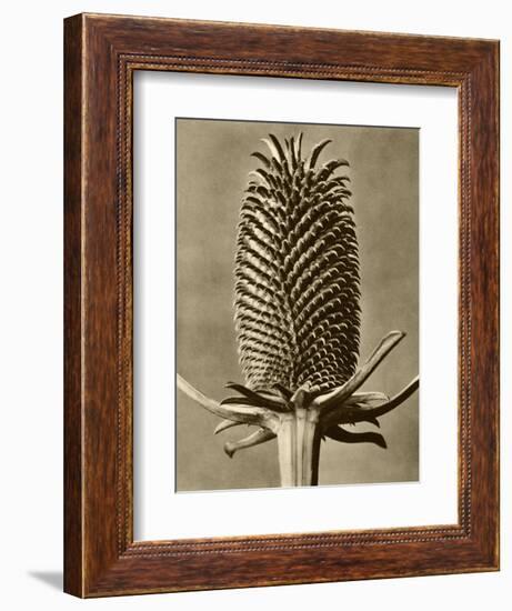 Sepia Botany Study III-Vision Studio-Framed Art Print