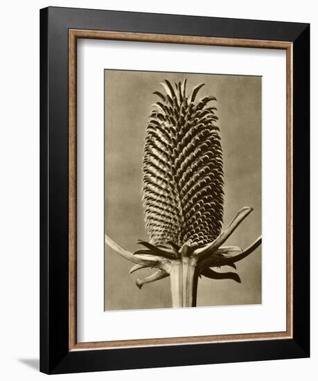 Sepia Botany Study III-Vision Studio-Framed Art Print