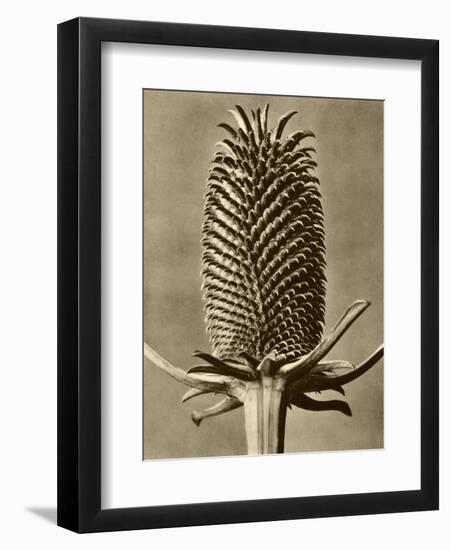 Sepia Botany Study III-Vision Studio-Framed Art Print