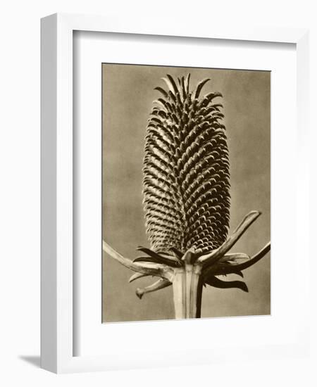 Sepia Botany Study III-Vision Studio-Framed Art Print