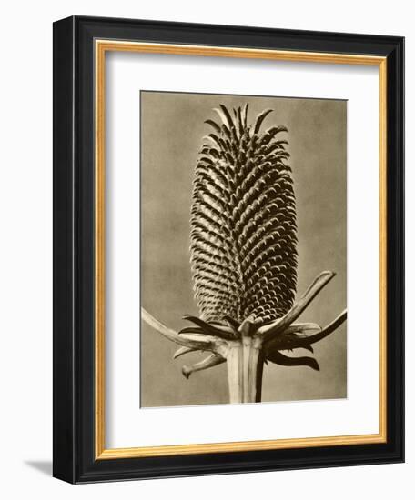 Sepia Botany Study III-Vision Studio-Framed Art Print