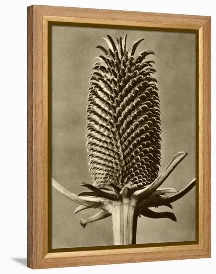 Sepia Botany Study III-Vision Studio-Framed Stretched Canvas