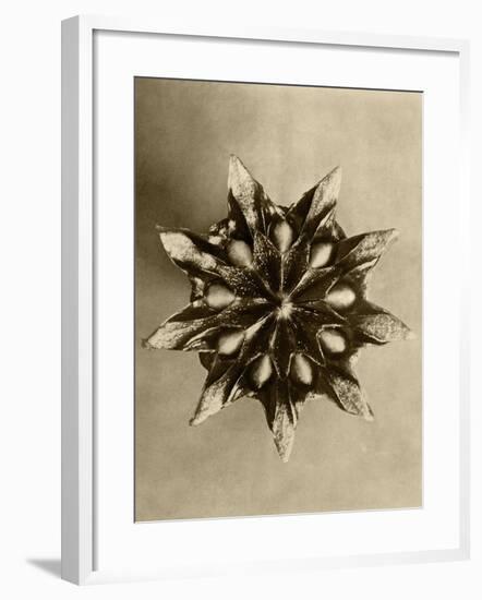 Sepia Botany Study IV-Vision Studio-Framed Art Print