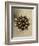 Sepia Botany Study IV-Vision Studio-Framed Art Print