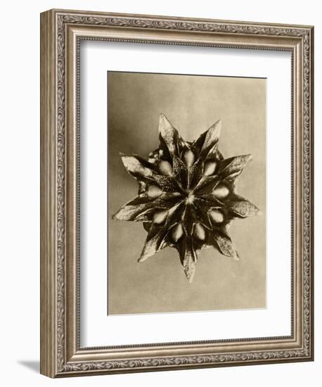 Sepia Botany Study IV-Vision Studio-Framed Art Print