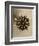 Sepia Botany Study IV-Vision Studio-Framed Art Print