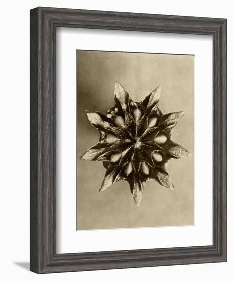 Sepia Botany Study IV-Vision Studio-Framed Art Print