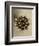 Sepia Botany Study IV-Vision Studio-Framed Art Print