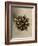 Sepia Botany Study IV-Vision Studio-Framed Art Print