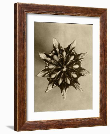 Sepia Botany Study IV-Vision Studio-Framed Art Print