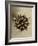 Sepia Botany Study IV-Vision Studio-Framed Art Print