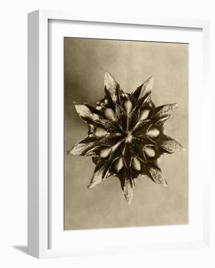 Sepia Botany Study IV-Vision Studio-Framed Art Print