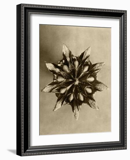 Sepia Botany Study IV-Vision Studio-Framed Art Print