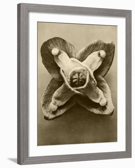 Sepia Botany Study V-Vision Studio-Framed Art Print