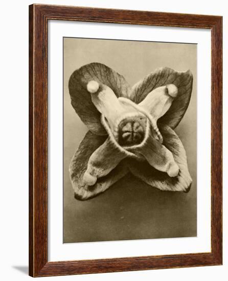 Sepia Botany Study V-Vision Studio-Framed Art Print